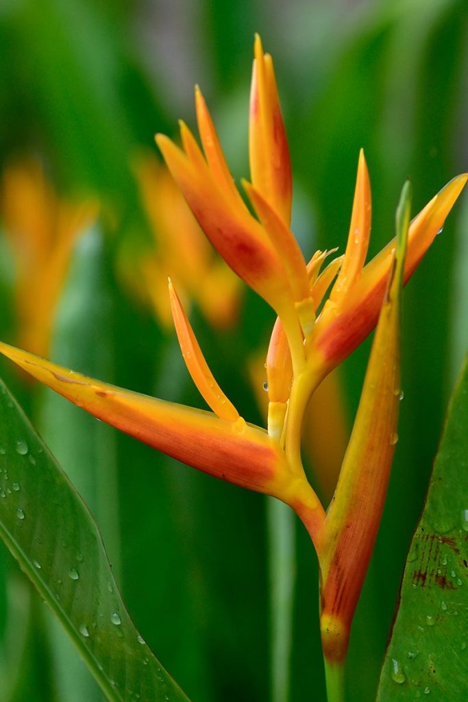 How to Overwinter Bird of Paradise Plants Gardener's Path