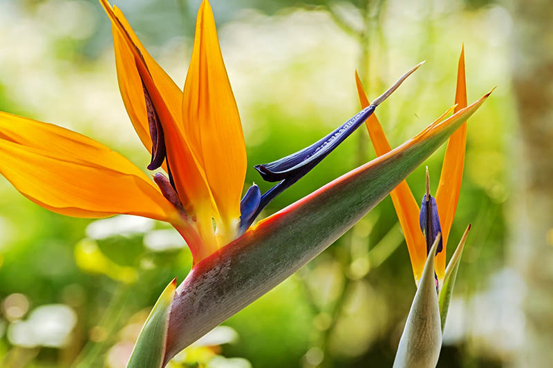 A close up horizontal image of a blue and orange Strelitzia reginae flower pictured in bright sunshine on a soft focus background.