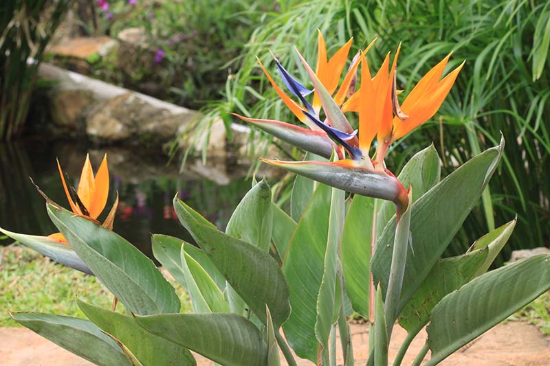 A close up horizontal image of a Strelitzia reginae plant in bloom growing in front of a water feature in soft focus in the background.