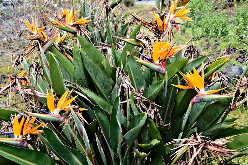A close up of a clump of Strelitzia reginae growing in the garden with orange and blue flowers pictured on a soft focus background.