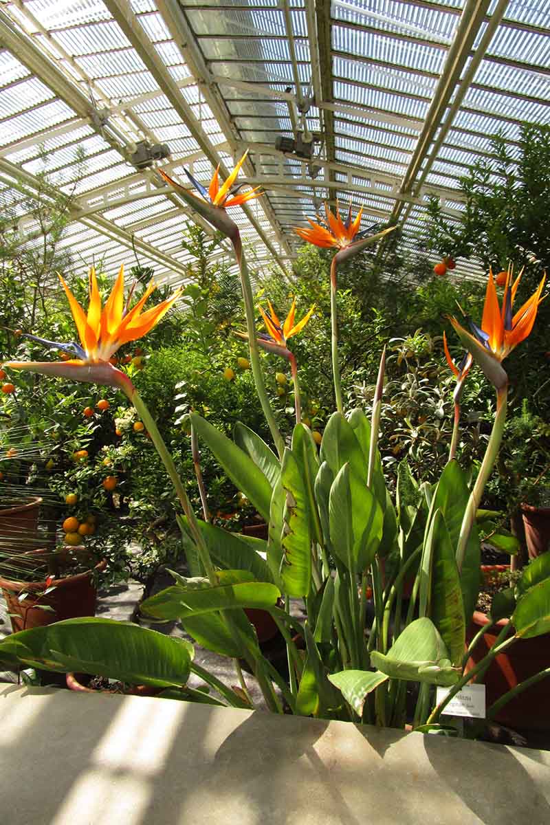 A close up vertical image of a Strelizia reginae plant growing in a large glasshouse with shrubs and flowers in the background in soft focus.