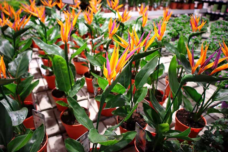 A close up horizontal image of bird of paradise plants in full bloom growing in small pots, pictured in bright sunshine.