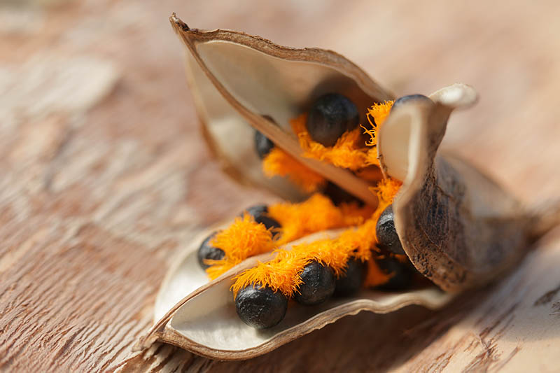 A close up horizontal image of a Strelitzia reginae seed pod containing black and orange seeds set on a wooden surface.
