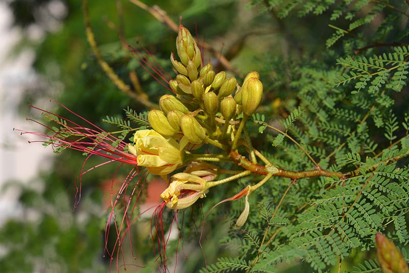 A close up horizontal image of Caesalpinia gilliesii growing in the garden pictured on a soft focus background.