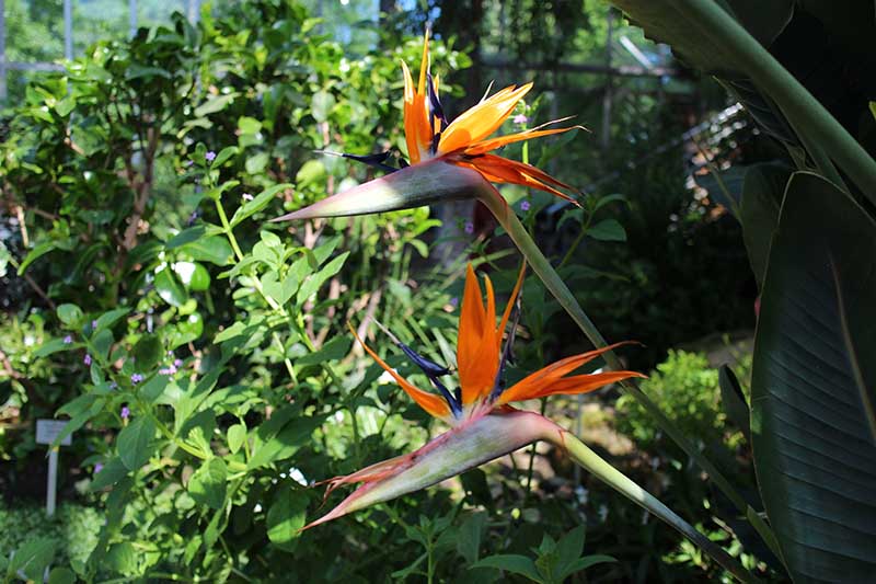 A close up horizontal image of the dramatic flowers of Strelitzia reginae growing in the garden, pictured in filtered sunshine with shrubs in soft focus in the background.