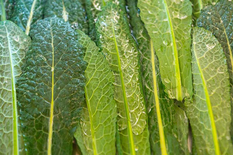 A close up horizontal image of freshly blanched lacinato kale ready for freezing.