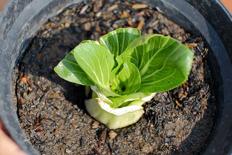 A close up horizontal image of a small bok choy plant in a black container pictured in bright sunshine on a soft focus background.