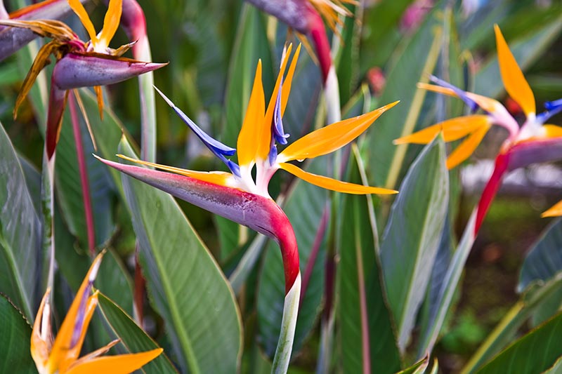 A close up horizontal image of Strelitzia reginae flowers blooming in the garden surrounded by dark green foliage pictured on a soft focus background.