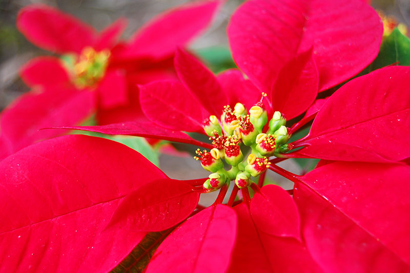 A close up of the bright red bracts of Euphorbia pulcherrima pictured on a soft focus background.