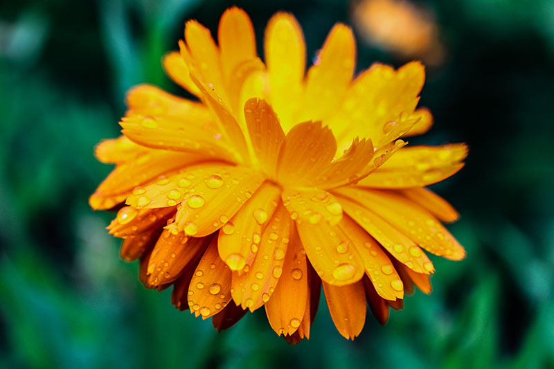 A close up horizontal image of a small orange flower with raindrops covering the petals pictured on a soft focus background.