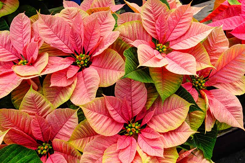 A close up horizontal image of the pink and yellow bracts of Euphorbia pulcherrima 'Christmas Beauty Nostalgia' growing in pots.