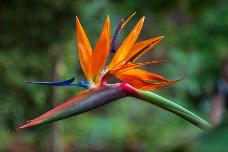 How to Grow and Care for Bird of Paradise Plants (Strelitzia)