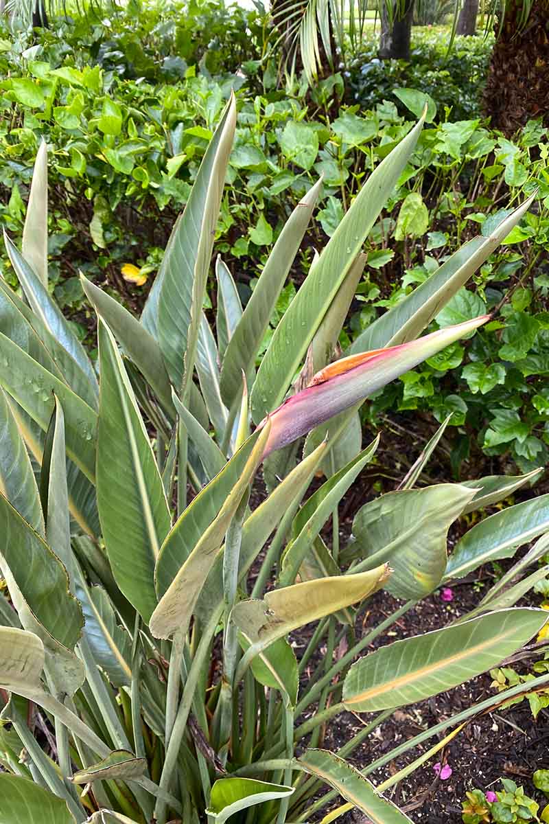 A close up vertical image of a clump of Strelitzia reginae growing in the garden with various other tropical specimens in the background.