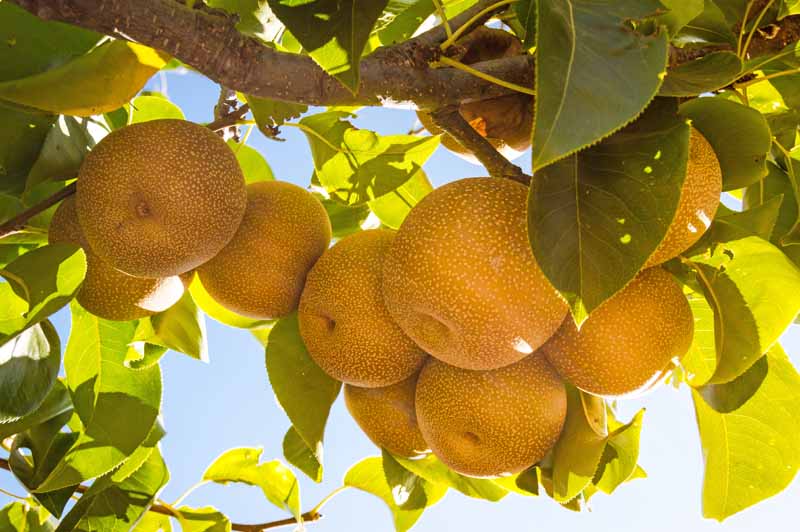A close up horizontal image of nashi Pyrus pyrifolia fruits growing on the tree pictured in bright sunshine on a soft focus background.