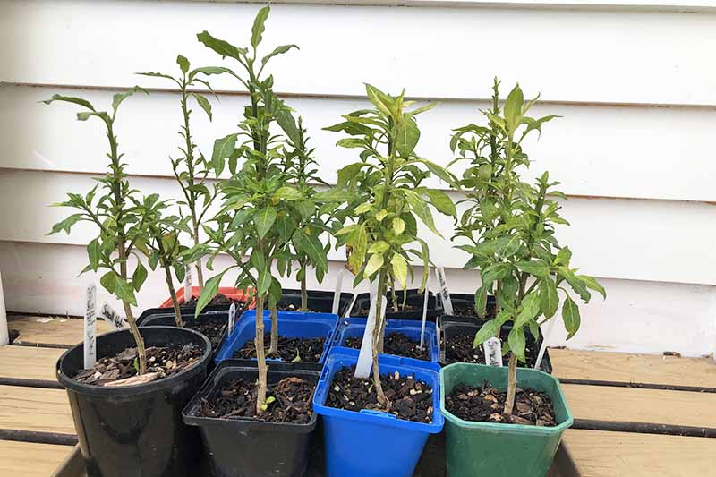 a close up horizontal image of a collection of small plants in plastic pots.as minhas pequenas plantas invernadas a colocar um novo crescimento Primaveril. Foto de Clare Groom.