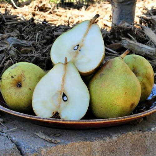 A close up square image of ripe Pyrus communis 'Comice' fruit on a ceramic platter, with one cut in half.