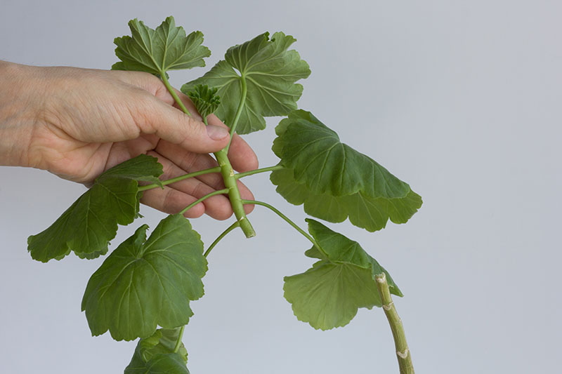 A close up horizontal image of hand from the left of the frame holding up a stem cutting taken from a geranium plant on a gray background.