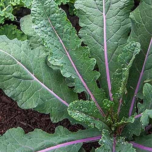 A close up square image of 'Dazzling Blue' kale growing in the garden with dark green leaves and purple stems.