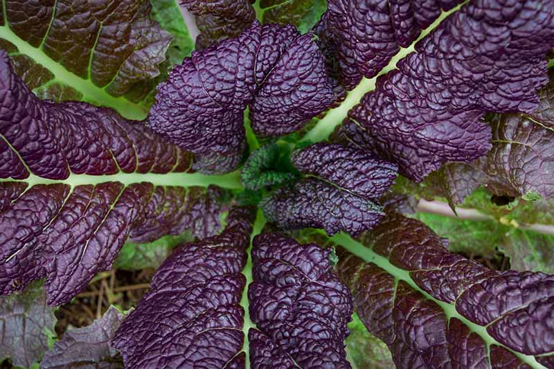 A close up horizontal image of deep purple mustard leaves with light green veins growing in the garden, ready for harvest.