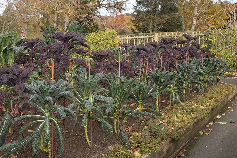 A horizontal image of a raised garden bed growing tall dinosaur kale plants supported with upright stakes, with other varieties of vegetables growing in the background.