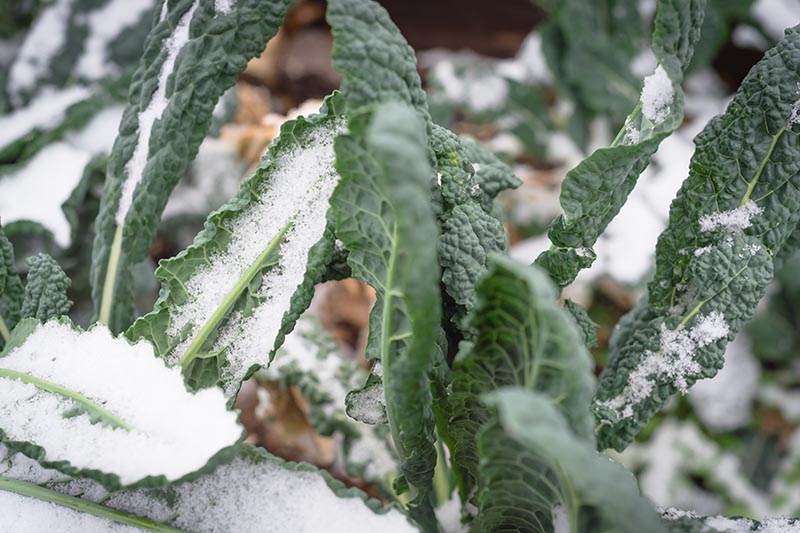 A close up horizontal image of a leafy green plant growing in the garden covered with frost.