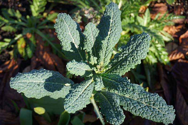 A close up horizontal image of a dinosaur kale plant growing in the garden pictured in bright sunshine with weeds and foliage in soft focus in the garden.