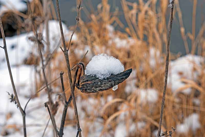 A close up horizontal image of a Asclepias seedpod covered in snow, pictured on a soft focus background.