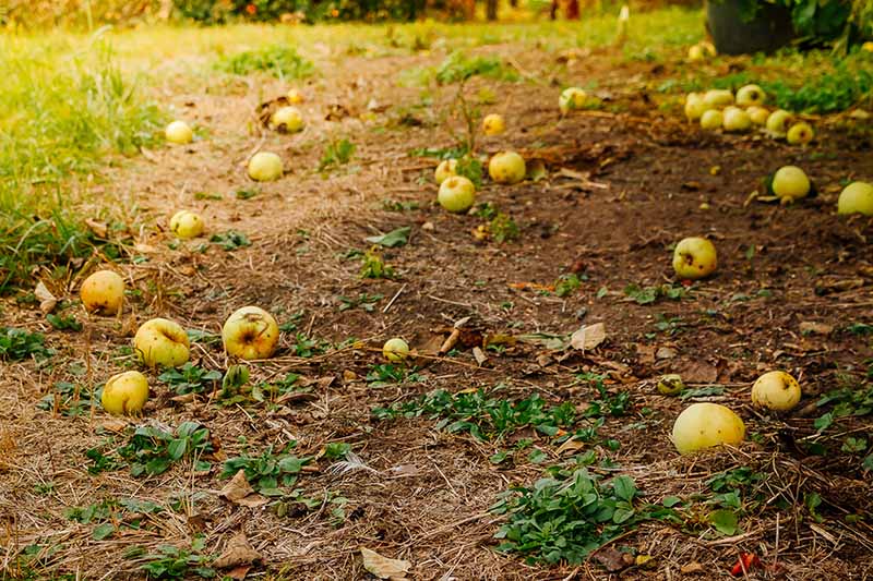 A horizontal image of a large number of fallen fruit in an orchard, rotting on the ground, pictured on a soft focus background.