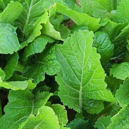 A close up square image of the large flat leaves of 'Florida Broad Leaf' mustard greens growing in the garden.