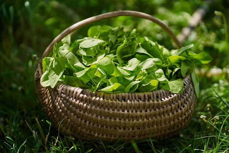 A close up horizontal image of a wicker basket filled with freshly harvested leaves set on the ground and pictured on a soft focus background.