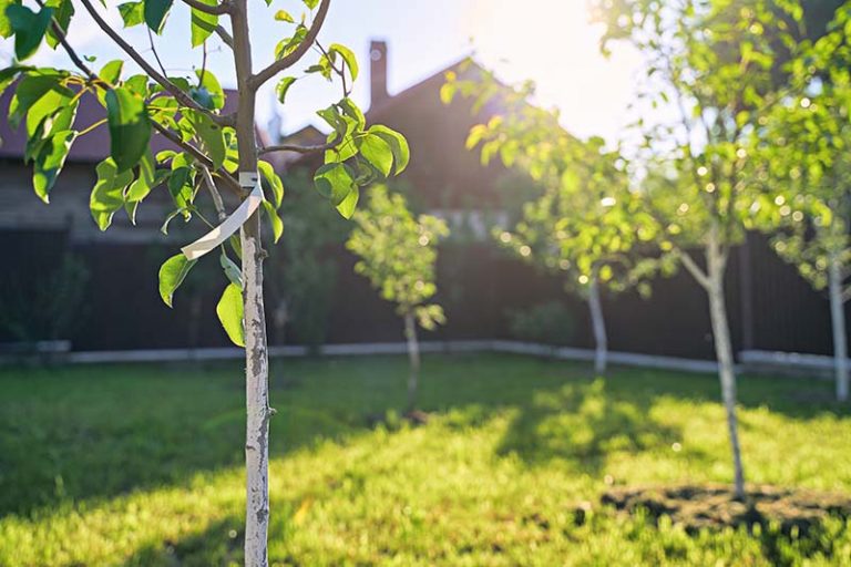 Pear Fruting Tree How to Grow Fruiting Pear Trees | Gardener’s Path