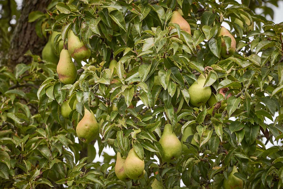 Image of a large pear tree laden with green fruit that's almost ready to harvest.