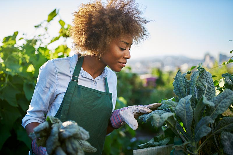 A horizontal image of a gardener inspecting the large green leaves of Lacinato kale growing in the garden, pictured in bright sunshine on a soft focus background.