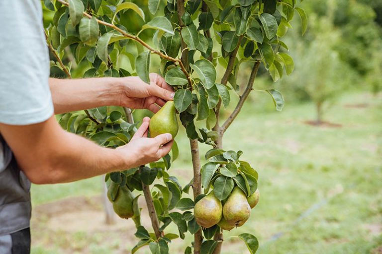 How To Grow Fruiting Pear Trees Gardeners Path 