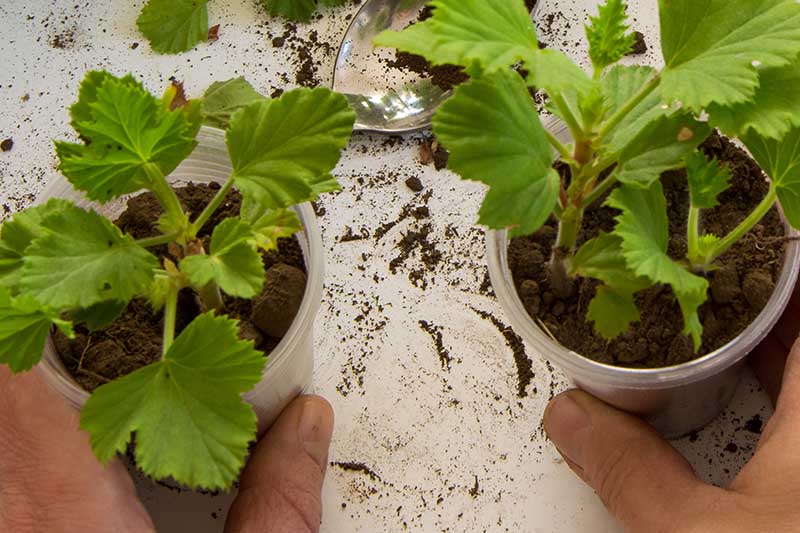 A close up horizontal image of two hands holding plastic pots with newly propagated stems on a white surface.