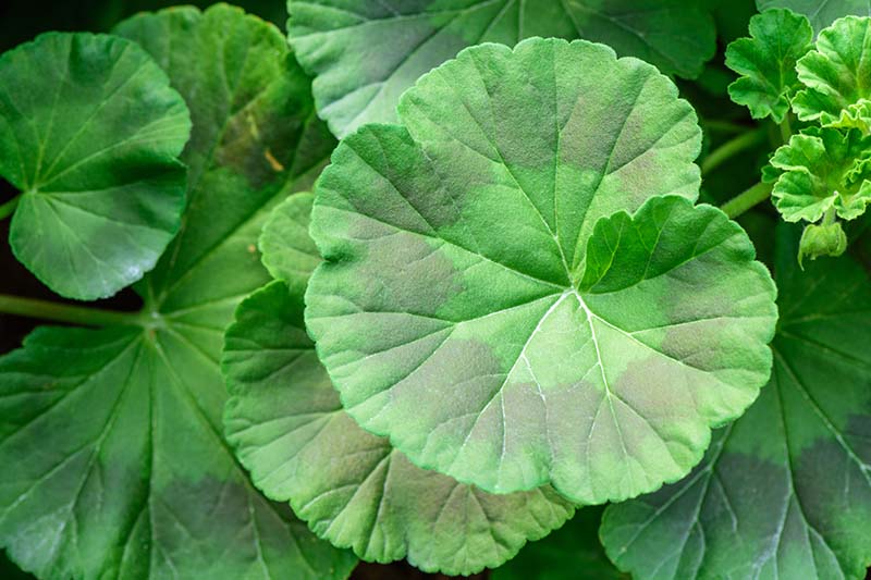 A close up horizontal image of the foliage of garden geraniums growing in the garden pictured on a soft focus background.