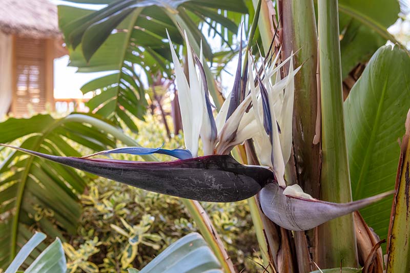 A close up horizontal image of Strelitzia nicolai with white flowers growing in the garden with a house in soft focus in the background.