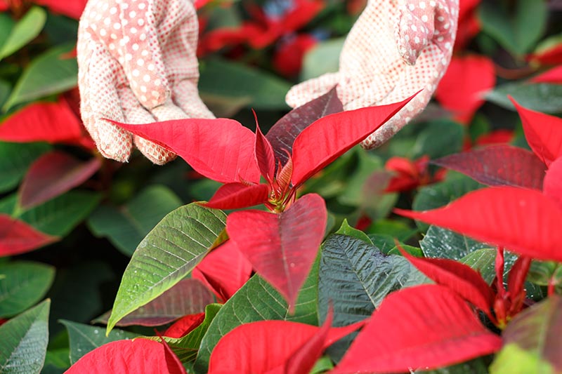 A close up horizontal image of two gloved hands from the top of the frame inspecting the colorful red bracts of a Euphorbia pulcherrima plant.