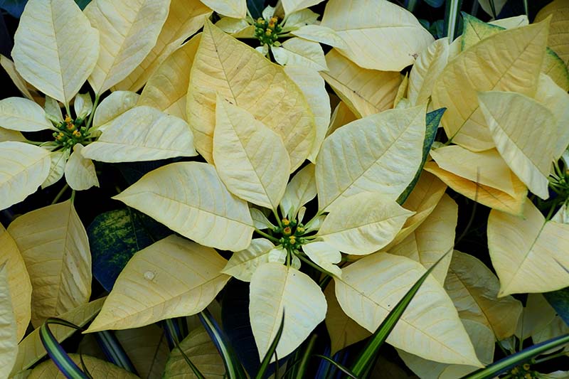 A close up horizontal image of Euphorbia pulcherrima 'Golden Glo' with yellow bracts surrounded by green foliage pictured on a soft focus background.