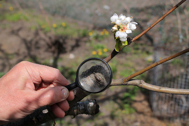 A close up horizontal image of a gardener holding a magnifying glass to show the graft join where a fruit tree has been grafted onto different rootstock, pictured on a soft focus background.