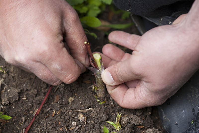 A close up horizontal image of two hands demonstrating the method of grafting a fruit tree for propagation purposes.