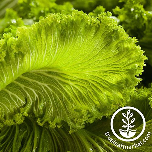 A close up of the frilly green leaves of 'Green Wave' mustard greens, freshly harvested. To the bottom right of the frame is a white circular logo with text.