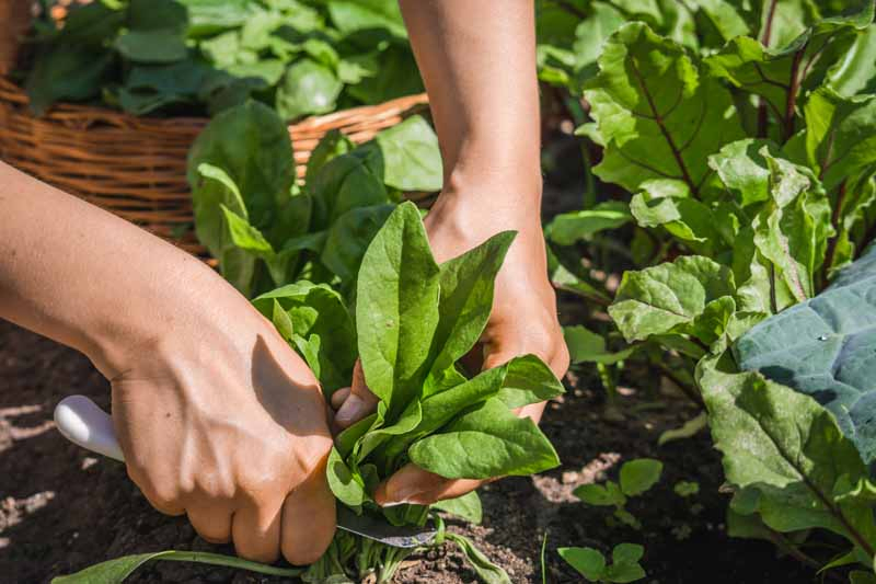 A close up horizontal image of two hands with a knife harvesting leafy greens from the backyard garden pictured in bright sunshine.