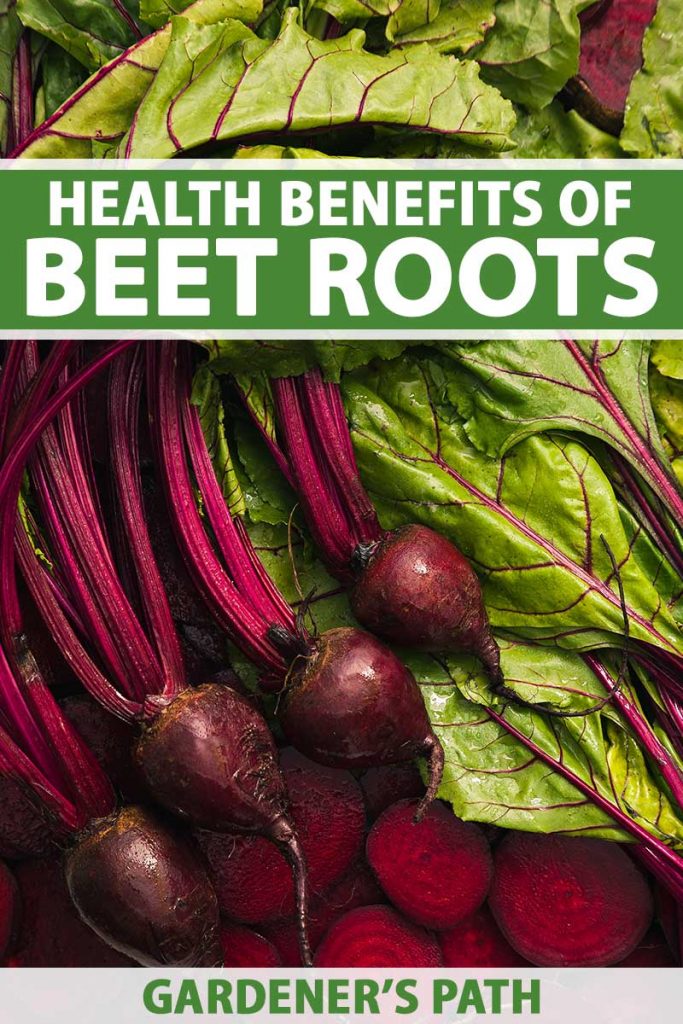 A close up vertical image of freshly harvested whole and sliced beetroots with greens still attached. To the top and bottom of the frame is green and white printed text.
