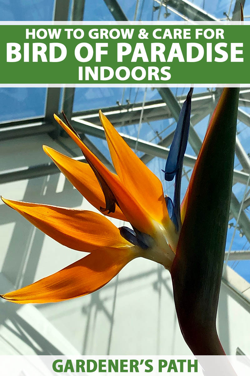 A close up vertical image of a bright orange Strelizia reginae plant growing indoors in bright sunshine. To the top and bottom of the frame is green and white printed text.