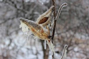 How to Care for Milkweed Plants in Winter