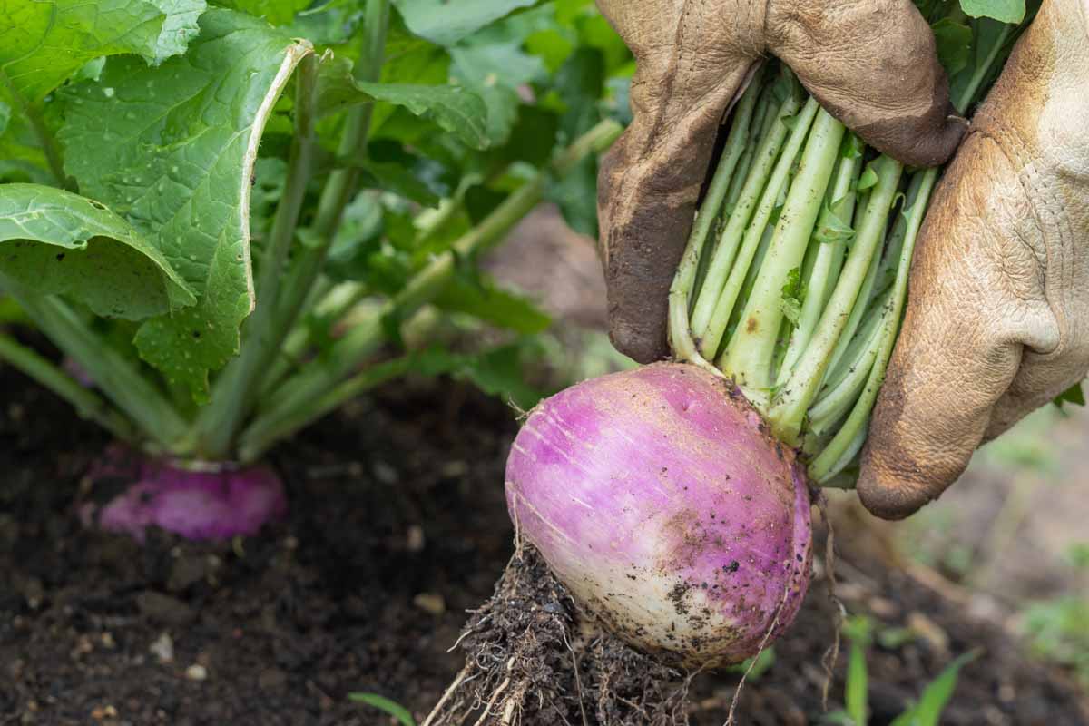 A close up horizontal image of gloved hands pulling a fresh turnip root out of the ground. In the background are other mature plants pictured in soft focus.