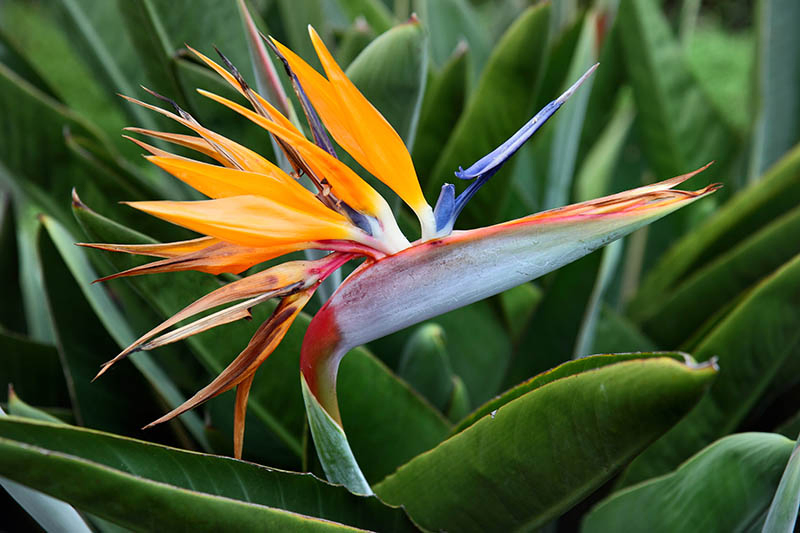A close up horizontal image of a Strelitzia reginae flower growing in the garden pictured on a soft focus background.