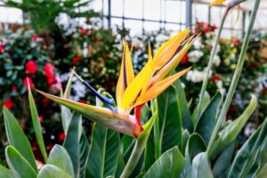 A close up horizontal image of a bright bird of paradise (Strelizia reginae) flower growing in a large indoor garden.