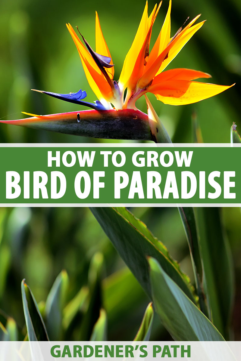 How to Grow Bird of Paradise Plants Strelitzia   Gardener's Path